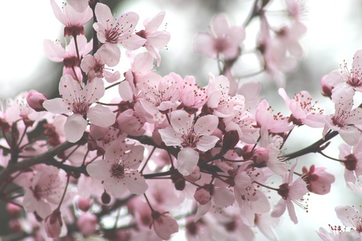 cherry-blossoms-4846635_1280.jpg