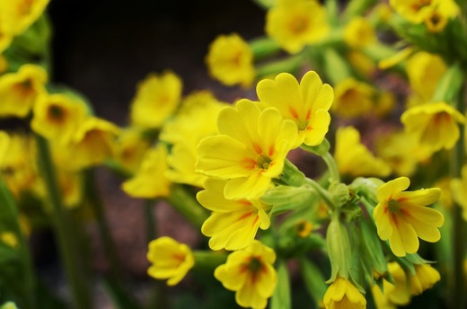 cowslip-1164361_1920.jpg